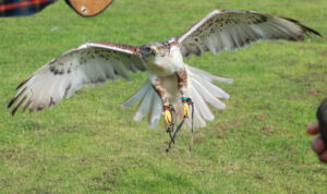 Cheshire Falconry