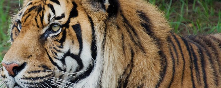 Tiger at Chester Zoo